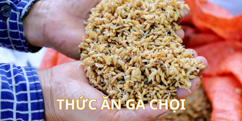 Cách Nuôi Gà Chọi Chuẩn Từ Cao Thủ - Cẩm Nang Mới Nhất 2 Thức ăn cần thiết cho gà đá