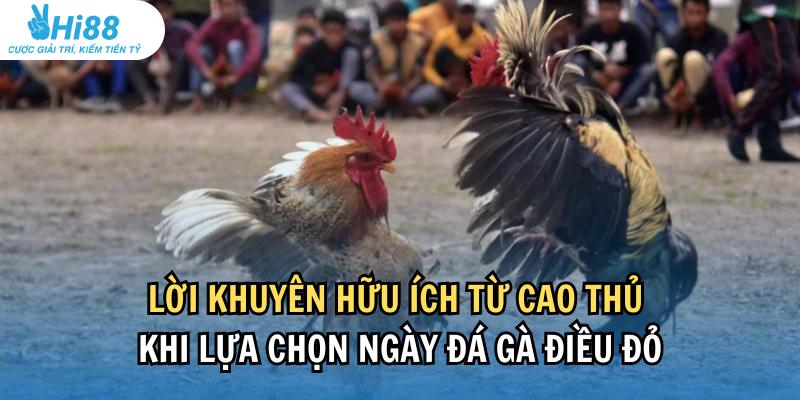 Lời khuyên hữu ích từ cao thủ khi lựa chọn ngày đá gà điều đỏ