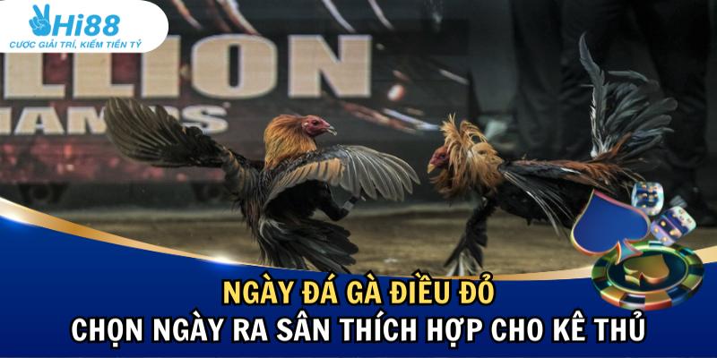 ngày đá gà điều đỏ